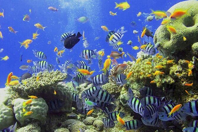 Visit the Cousteau Reserve By Boat Without a License - Practical Tips for a Smooth Trip