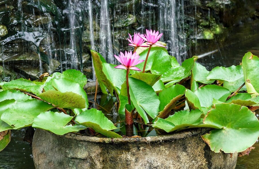 Waterfall flowing into tropical garden pool