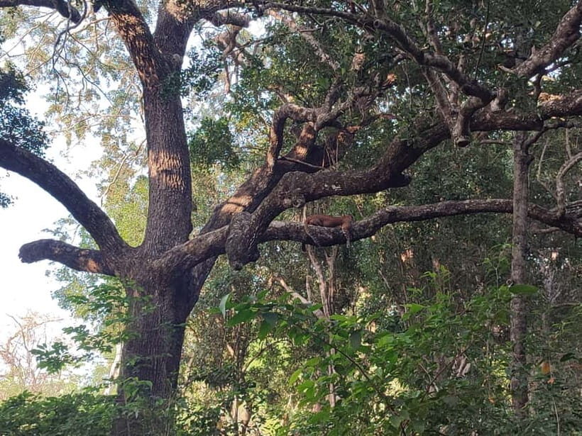Wilpattu National park - Full day Safari (06:00am - 18:00pm) - Overview of Wilpattu National Park