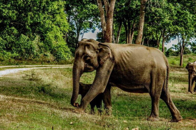 Wilpattu National Park: Morning or Afternoon Safari - Transportation and Duration
