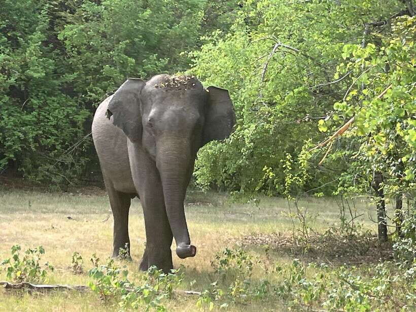 Wilpattu National Park: Private Safari - What To Expect on Your Safari