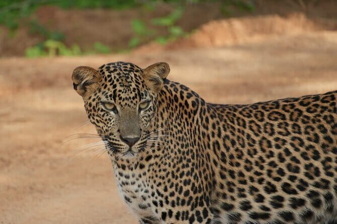 Yala and Udawalawa National Park Safari Tour From Hambantota port - How the Tour Works: An In-Depth Look