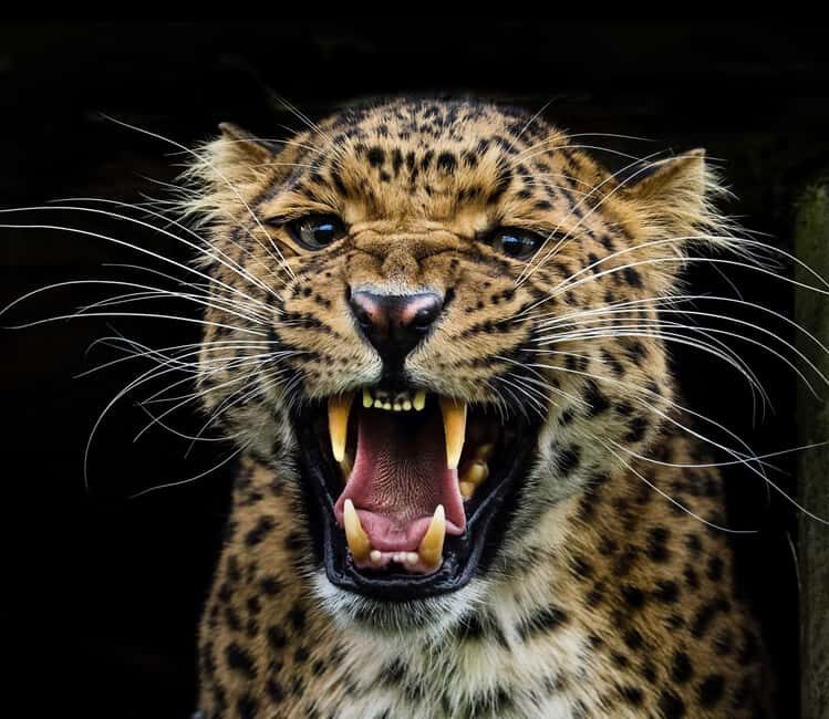 YALA BLOCK 5 & 6 (Weheragala & Lunugamwehera) Safari Tour - In-Depth Look at the Itinerary