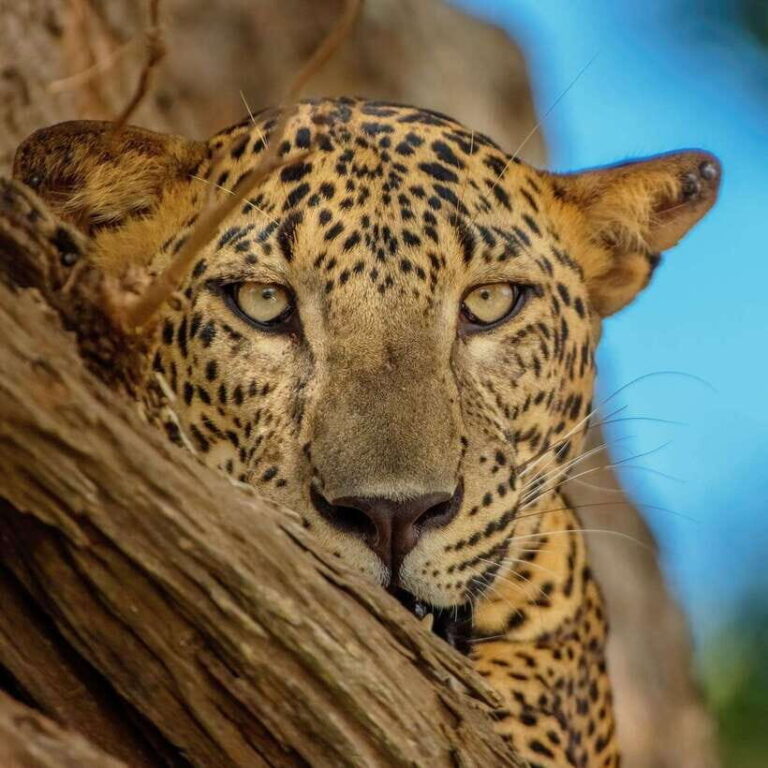 Yala National Park: 7 hour & 12 hour Leopard Safari Tours - Inside Yala: What to Expect