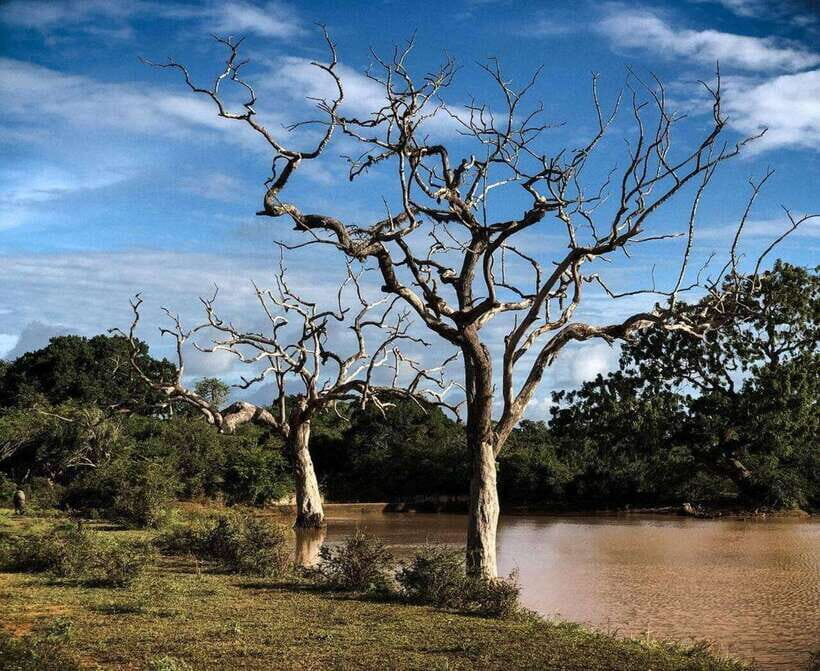 Yala National Park: All Inclusive Private Safari Day Trip - Final Thoughts