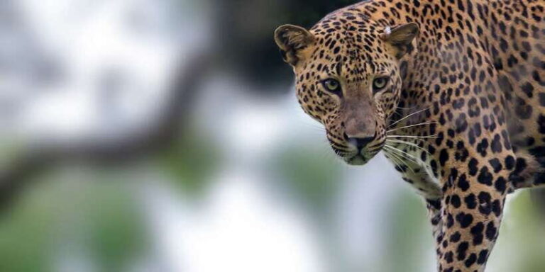 Yala National Park: Leopard Safari Full day tour with Lunch - What’s Included and What’s Not