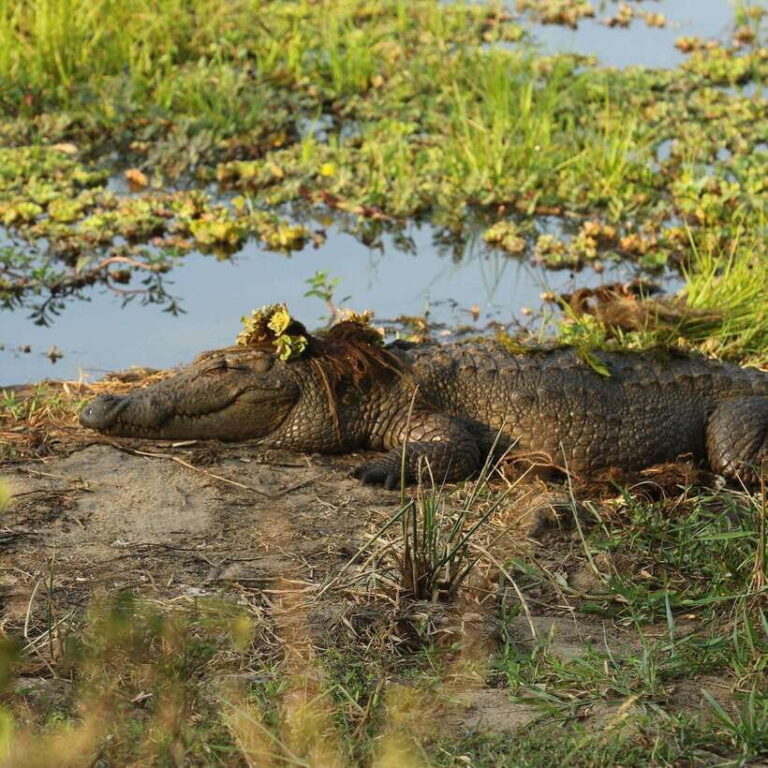 Yala National Park: Morning or Afternoon Safari ( 5 h ) - An In-Depth Look at the Yala Safari Experience