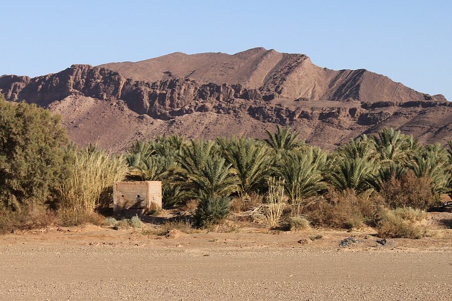 Date palms in the desert outside Zagora Morocco