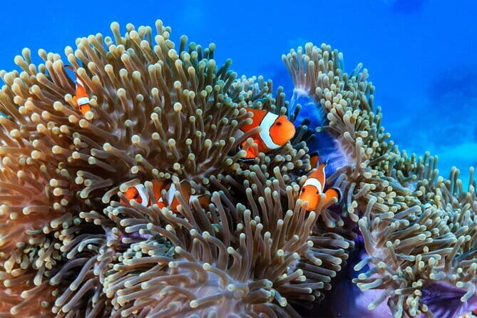 3 Fun Dives in Racha Yai and Racha Noi for Certified Divers - Who Should Consider This Tour?