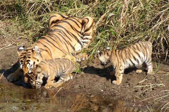 Adventures Ranthambore Wildlife Safari Tour from Delhi with Safari Rides - Authentic Experiences and Reviewer Insights