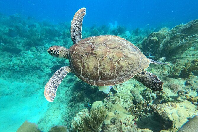 Aguadilla Tropical Snorkeling - Final Thoughts: Is It Worth It?