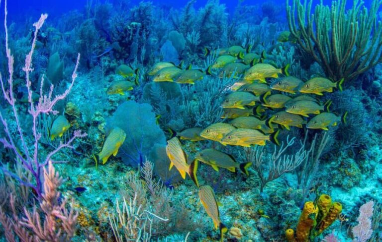 Bayahibe: Snorkeling Tour - Sea, Cotubanama park & Cenotes - Snorkeling in the Crystal Waters