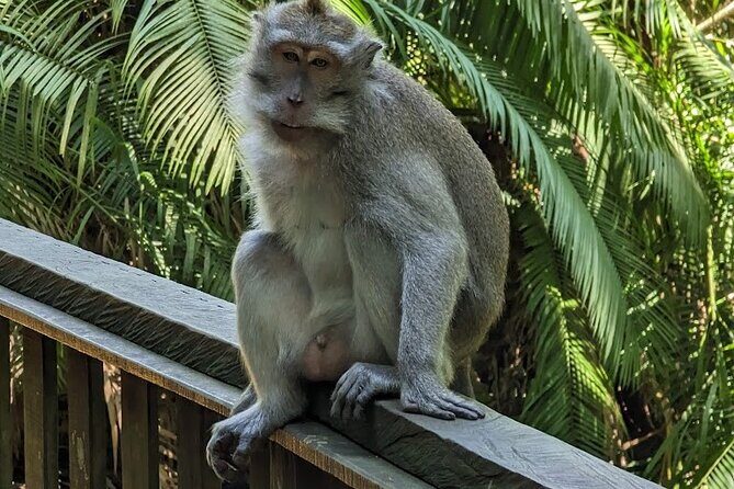 Best of Ubud Village Private Tour with Jungle Swing All Inclusive - From Reviews to Reality