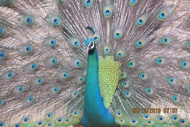 Bundala National Park Safari (PRIVATE TOURS)- Morning & Afternoon - The Sum Up