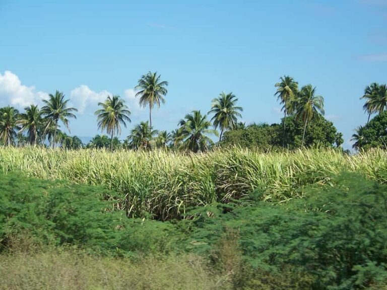 Cabarete: 2-Person Dominican Countryside Buggy Tour - Authentic Scenery and Local Flavor