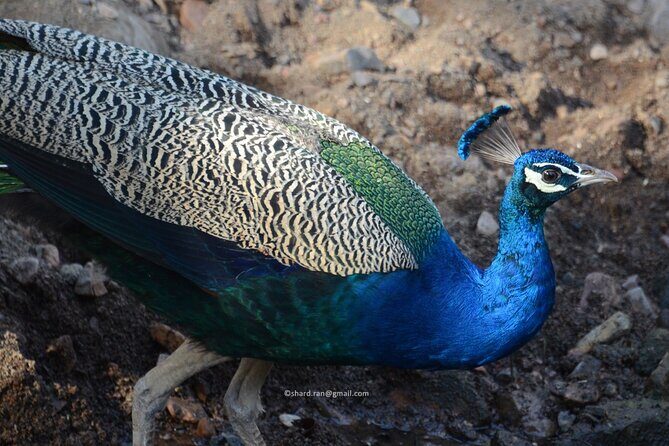 Canter Safari-Ranthambore National Park - The Price and Its Value