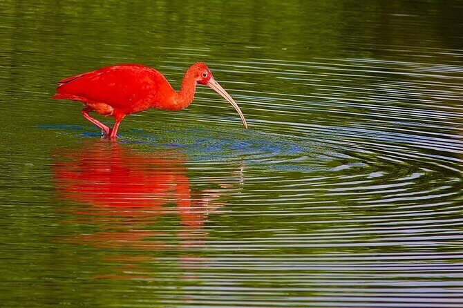 Caroni Swamp wildlife Tour - What Makes This Tour Stand Out