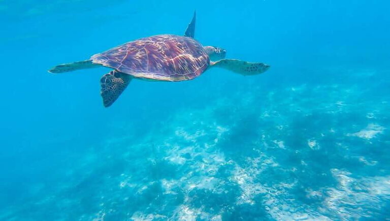 Cebu: Moalboal Sardines & Turtle Snorkeling and Canyoneering - Detailed Breakdown of the Itinerary