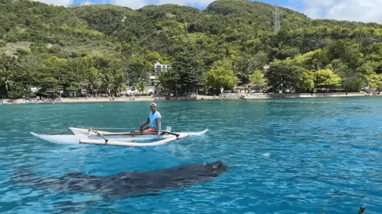 Cebu: Oslob Whale Shark and Moalboal Snorkeling Tour - What to Expect on the Day