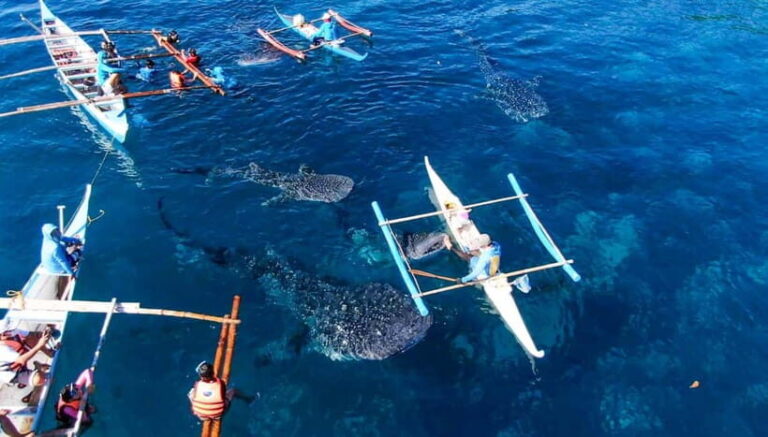 Cebu: Oslob Whale Shark Swimming and Tumalog Falls Tour - Who Will Love This Tour?