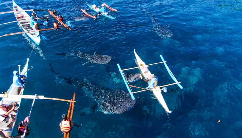 Cebu: Oslob Whale Shark Swimming and Tumalog Falls Tour - Who Will Love This Tour?