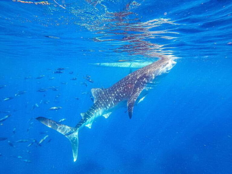 Cebu: Whale Shark Snorkeling & Kawasan Canyoning Tour - Detailed Review of the Experience