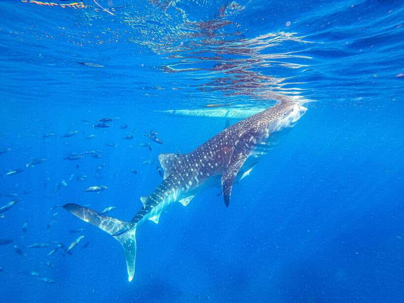 Cebu: Whale Shark Snorkeling & Kawasan Canyoning Tour - Detailed Review of the Experience
