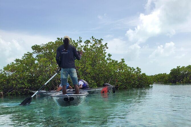 Clear Kayak Mangrove Eco Tour - The Experience: Pros and Cons