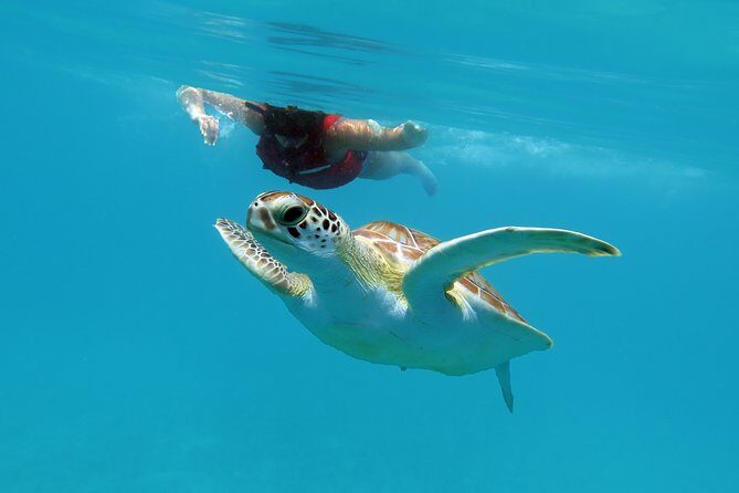 Coral Reef and Turtle Discovery Kayak and Snorkel Tour - Why This Tour Offers Great Value