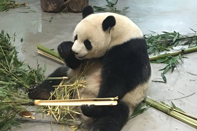Day Tour: Chengdu Panda Breeding Base and Leshan Giant Buddha - What’s Included and What’s Not