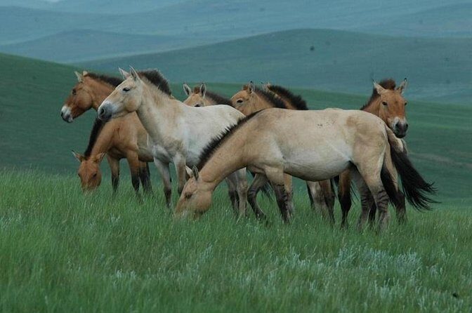 Day Tour of Hustai National Park - Authentic Experiences and Authenticity Risks