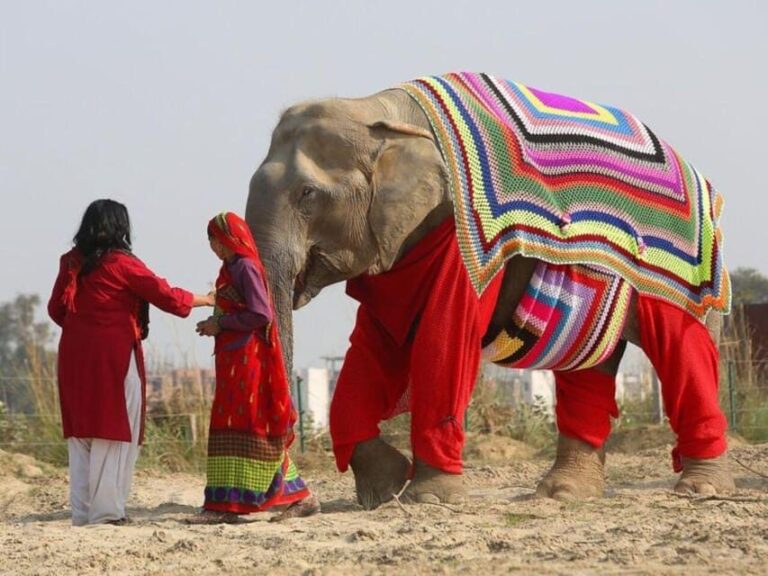 Delhi: 3Day Golden Triangle with Elephant SOS (5 Star Hotel) - From Delhi to Agra: The Taj Mahal and Historical Forts