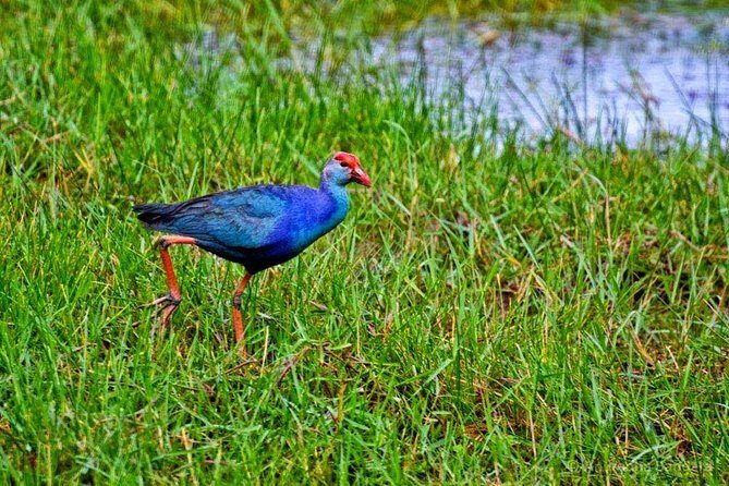 Exclusive : Muthurajawela Bird Watching Tour - Review Highlights & Authentic Traveler Feedback