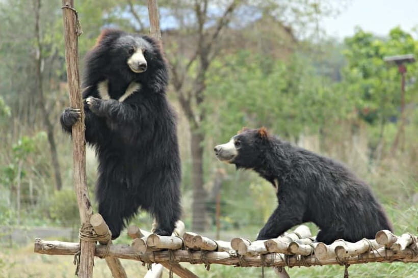 From Agra: SOS Elephant Conservation & Bear Rescue Day Trip - Key Points