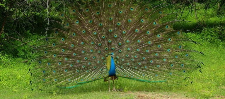 From Anuradhapura: Wilpattu National park Safari - Wildlife and Scenery