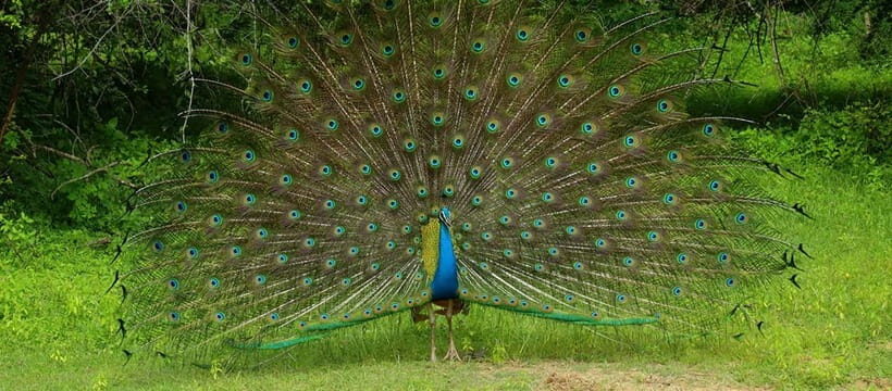 From Anuradhapura: Wilpattu National park Safari - Wildlife and Scenery