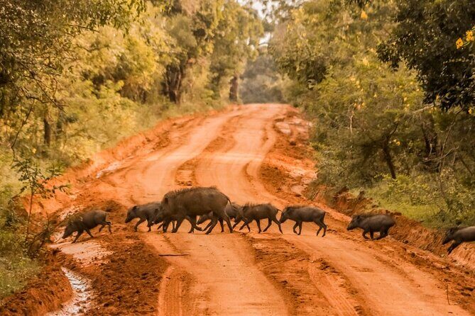 From Ella: Private Yala Safari & Transfer/Tangalle/Mirissa/Galla - Practical Tips for Your Yala Safari