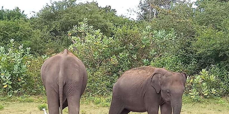 From Ella: Udawalawe National Park Safari Tour - What Makes This Tour Stand Out?