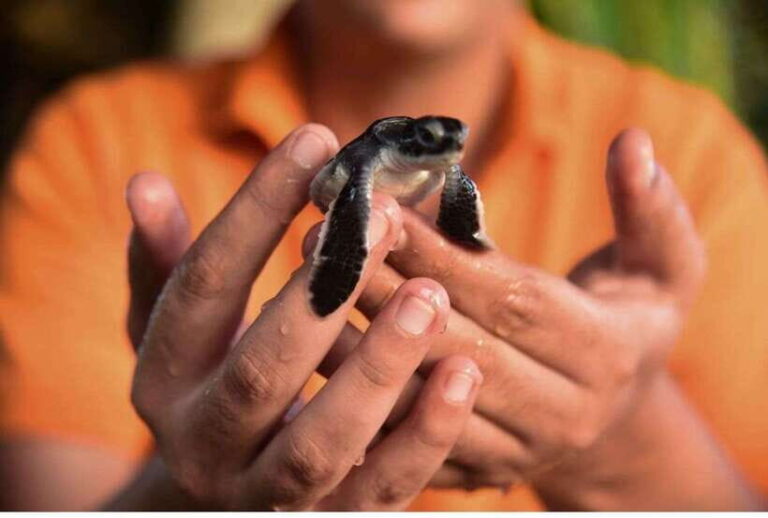 From Kalutara: Exclusive Madu River Safari & Turtle Hatchery - Turtle Conservation in Kosgoda