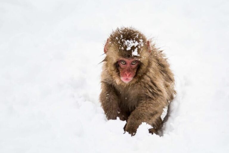 From Nozawa Onsen: Snow Monkeys and Zenko-ji Day Trip & Sake - How Does It All Add Up in Value?