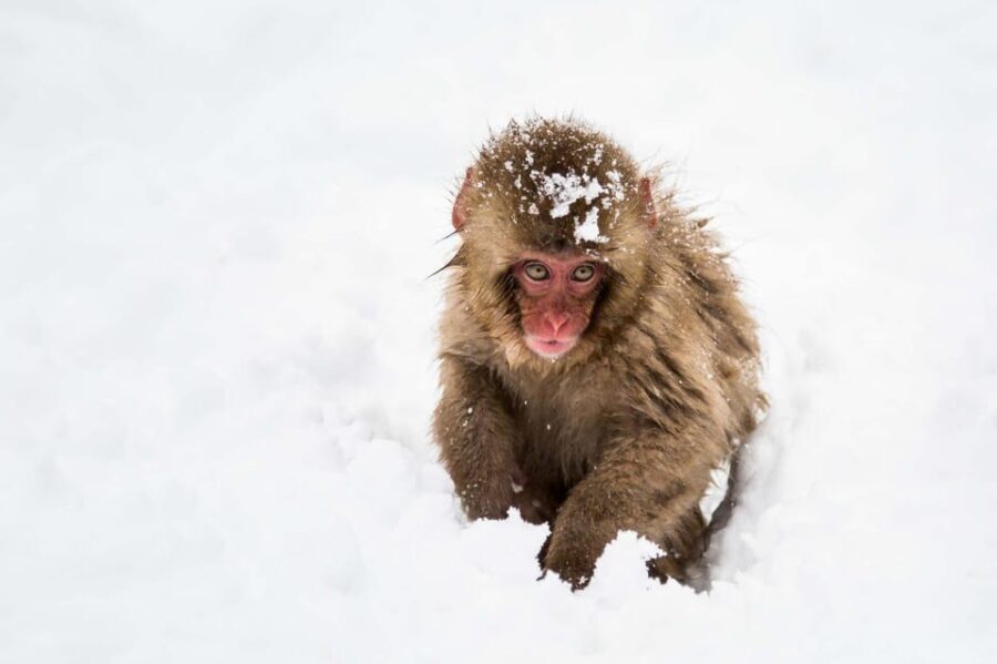 From Nozawa Onsen: Snow Monkeys and Zenko-ji Day Trip & Sake - How Does It All Add Up in Value?