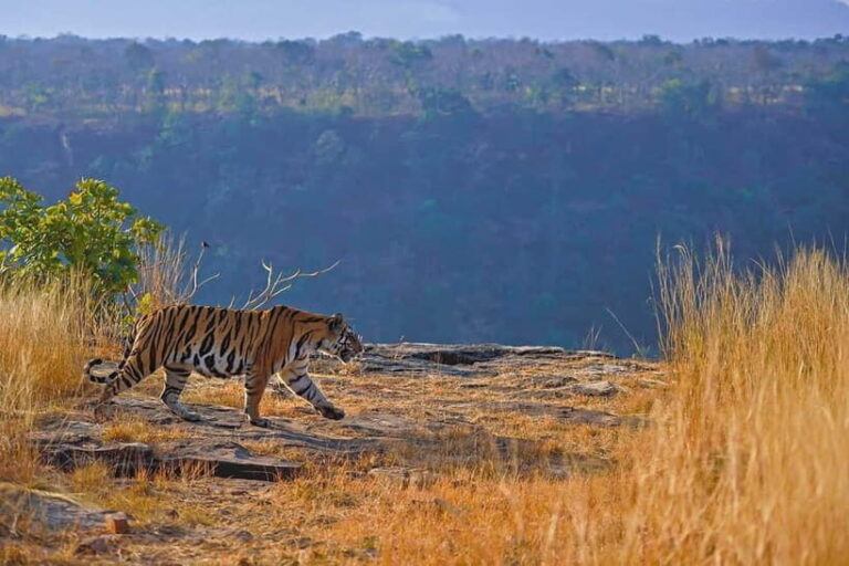 From Ranthambore: Official Tiger Safari in Canter With Guide - The Wild Landscape & Biodiversity