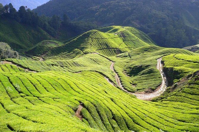 Full Day Cameron Highlands Nature Tour - What Do Travelers Say?
