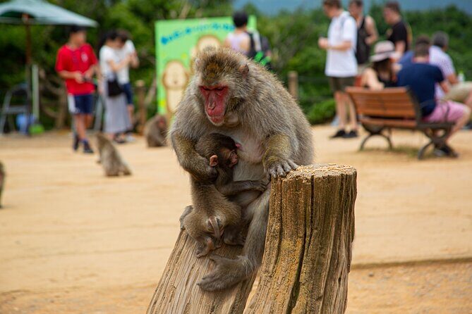 Full day Kyoto Walk in Fushimi, Arashiyama, Monkey, and Kinkakuji - Practical Aspects and What It Means for You