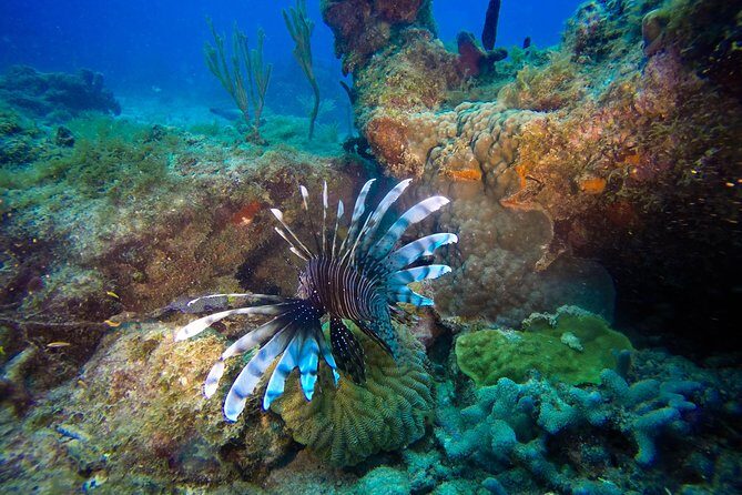 Full-Day Scuba Diving Catalina Island Tour from Bavaro - Detailed Review of the Tour