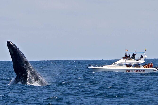 Full-Day Whale Watching Tour in Samana Bay from Cabeza de Toro - The Sum Up: Is It Worth It?