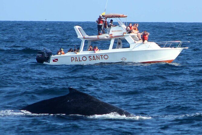 Full-day Whale watching Tour in Samana Bay from Punta Cana - What Makes This Tour Stand Out