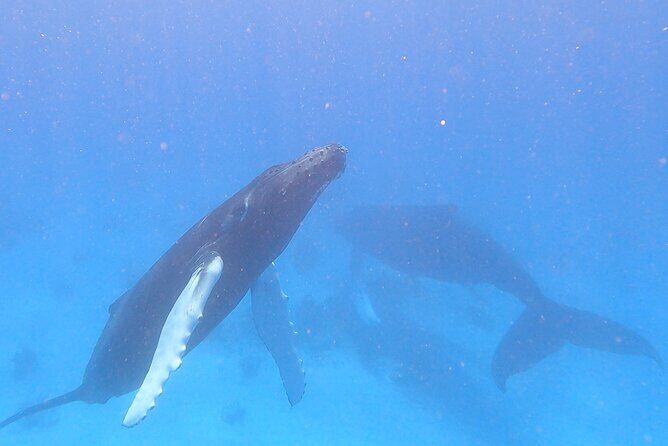 Grand Turk: Whale Watching - Who Is This Tour Best For?