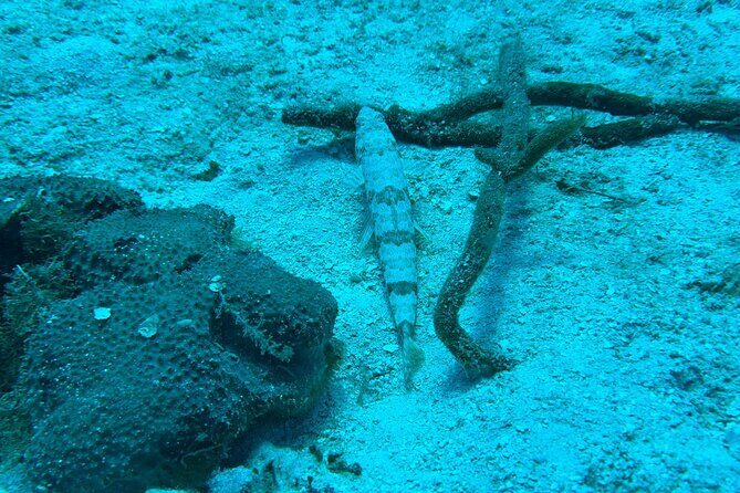 Guided Snorkeling at the Anchor and Cannon Reef in Negril - The Practical Side: Transport, Price, and Booking
