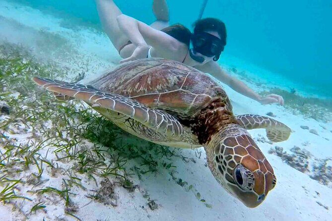Half-Day at Green Cay Bahamas Snorkeling with Turtles - A Closer Look at the Itinerary